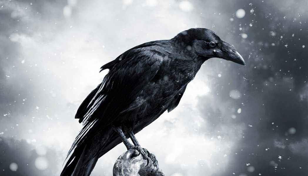 提示信息 花粉俱乐部