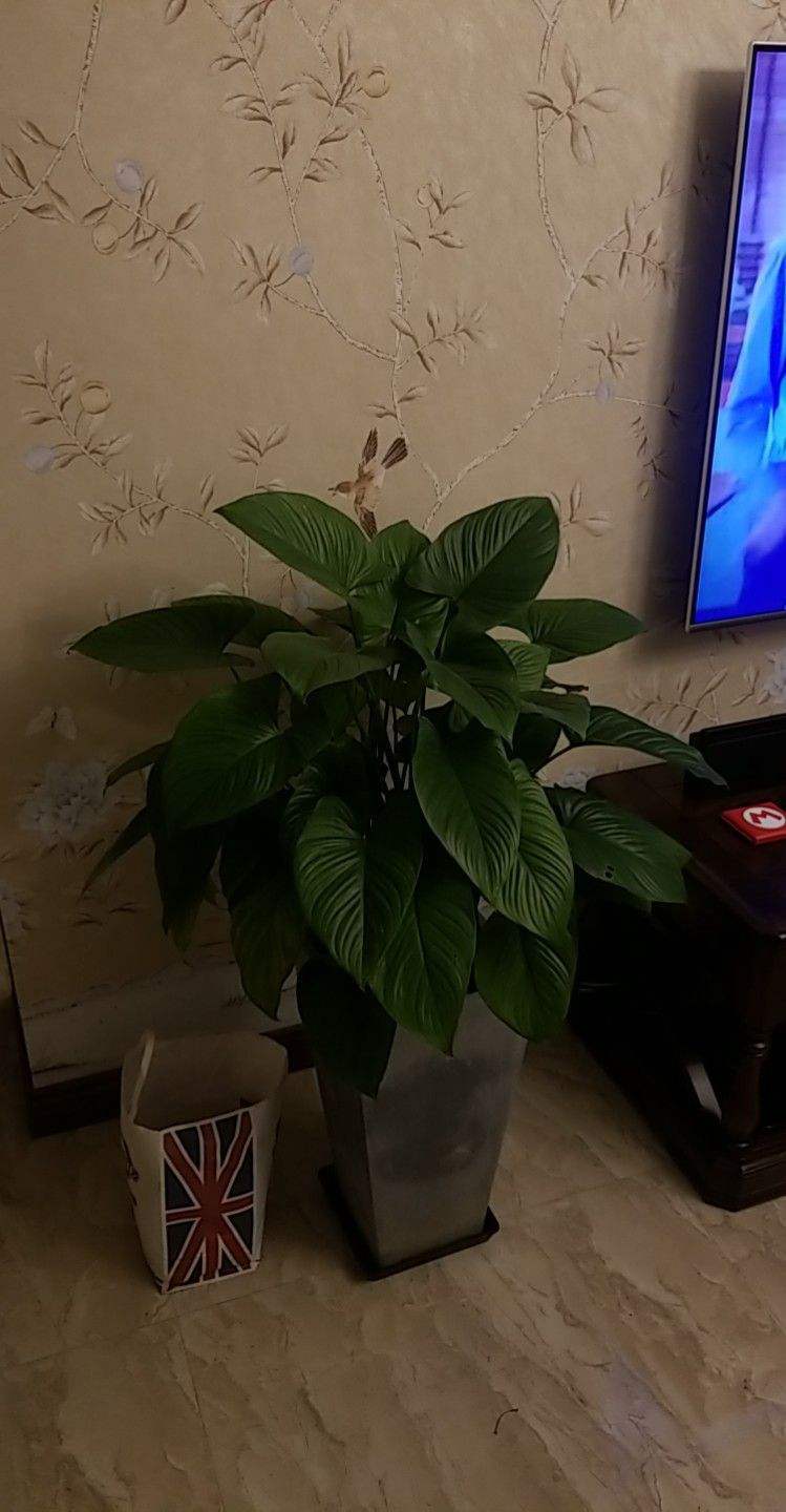 养了千年健,健康不用愁,一棵养到天长地久!