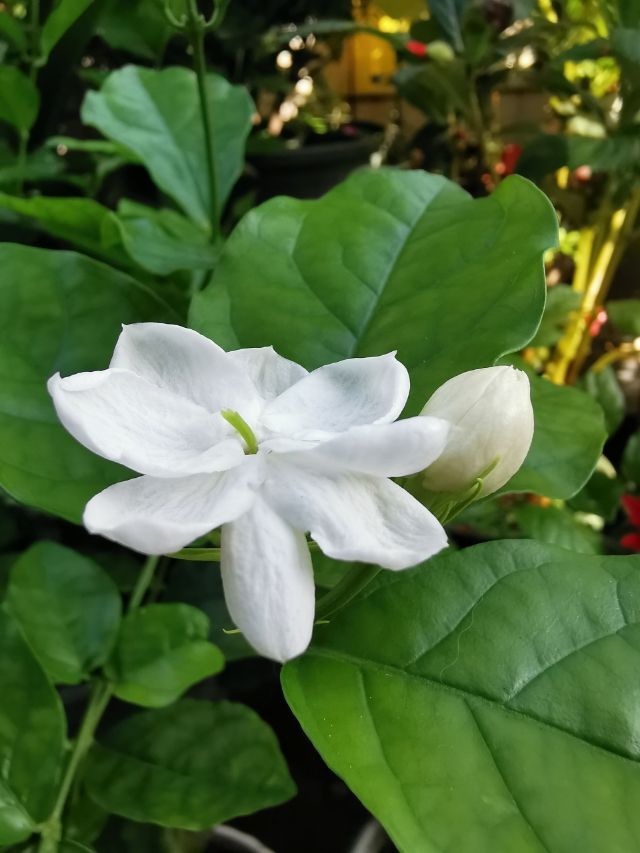 4种香香花,养在家里味道清新,还能杀菌去异味