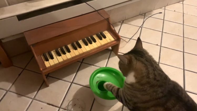 原创狸花猫喜欢弹钢琴,多年坚持只因太馋嘴,瞎弹琴却是催主人来铲屎