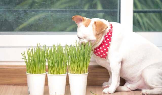 狗为啥会吃草的原因 c6c583be6f7c46b785fc3650d076ddf2.jpeg