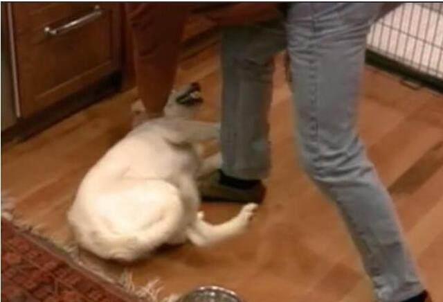 名贵寻回犬护食咬上主人 是狗狗性情大变还是主人过于溺爱 咬人
