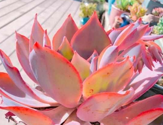 多肉植物怎样养才能茂盛 ba92fe1573f744ae90772fe0f0c3b02a.jpeg