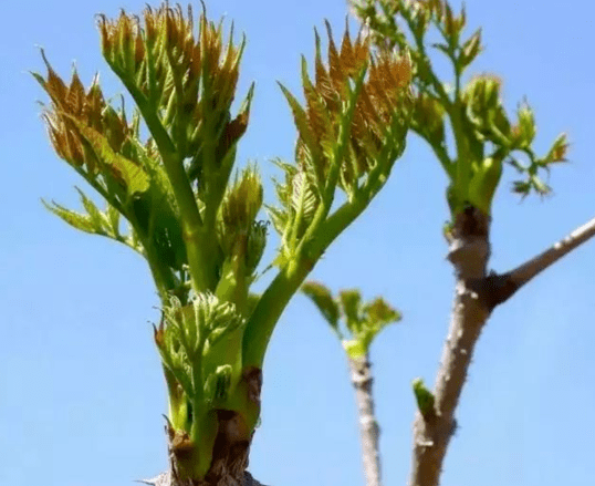 刺嫩芽芽基部位具有強筋壯骨,祛風除溼和補氣安神等功效,對治療神經