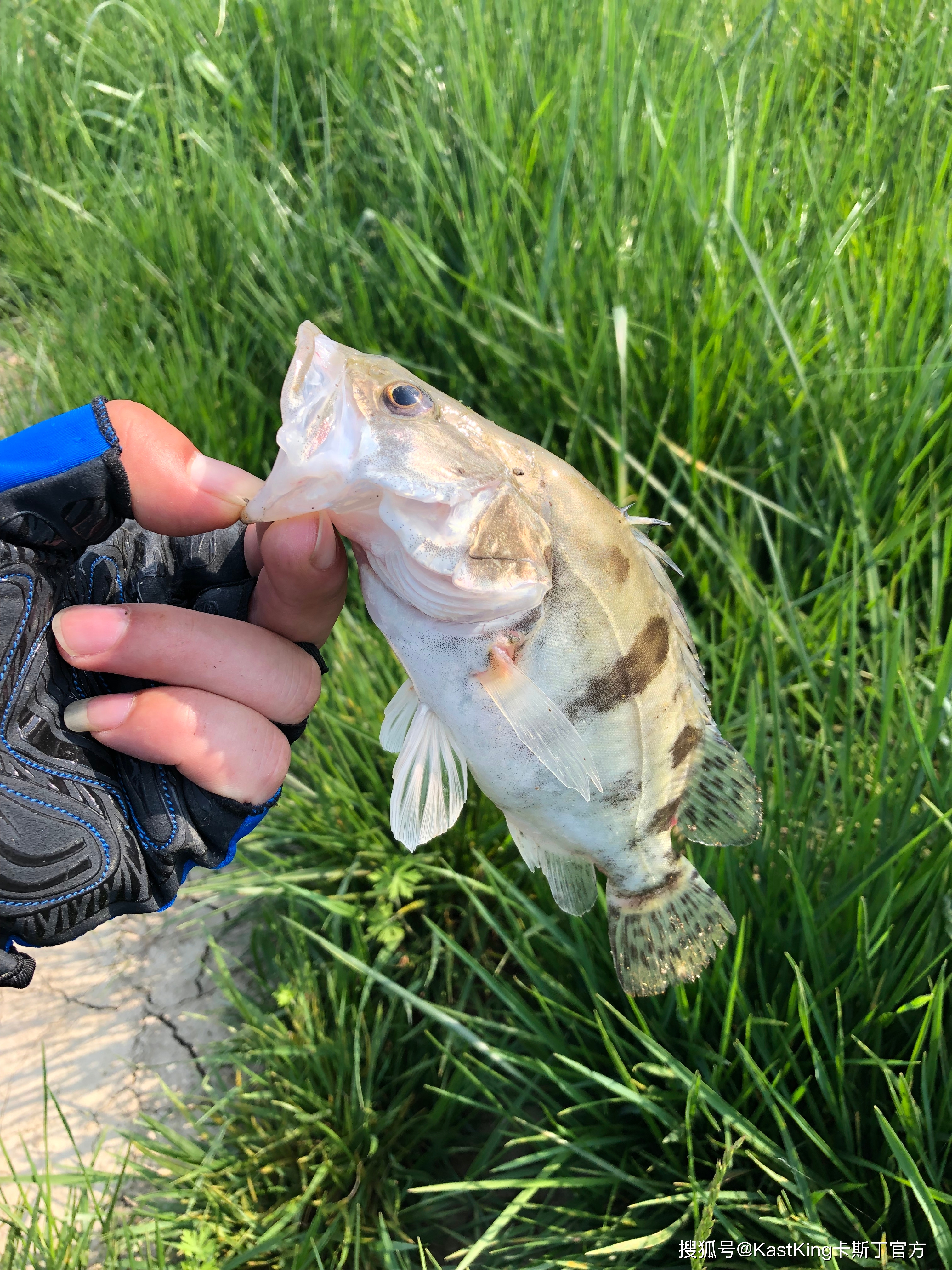 路亞鱖魚時最好是搜邊或者是釣障礙區! 鯰魚喜歡待