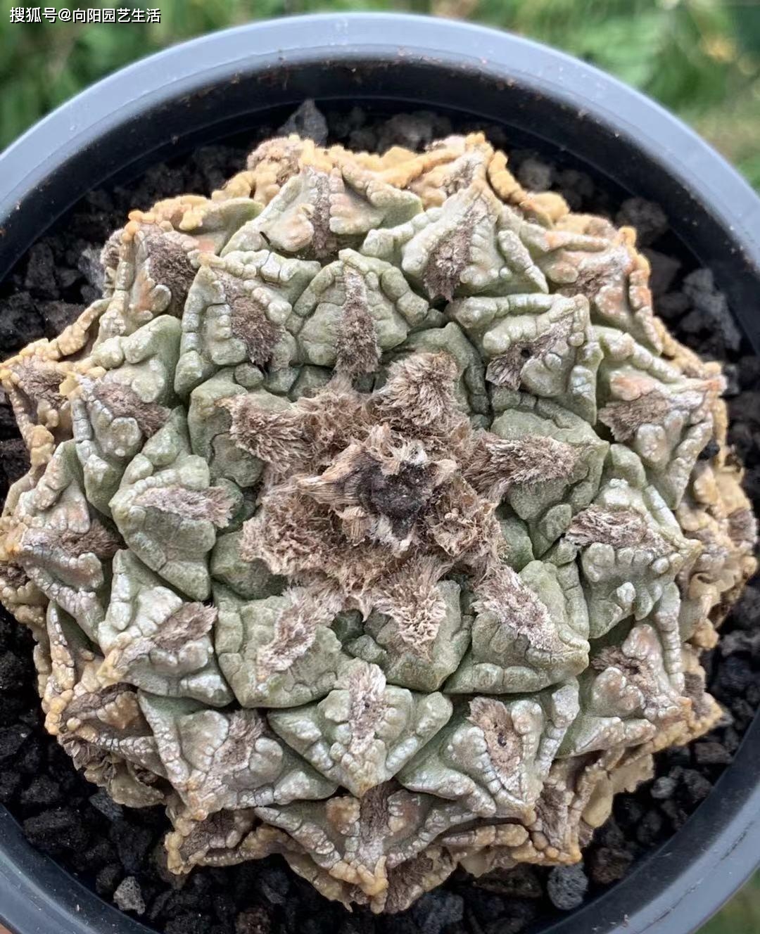 墨西哥的保护植物 植物界的大熊猫 龟甲牡丹 一个月工资 品种