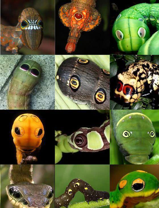 原创拟态毛毛虫我能模仿你的脸还能模仿你的眼睛