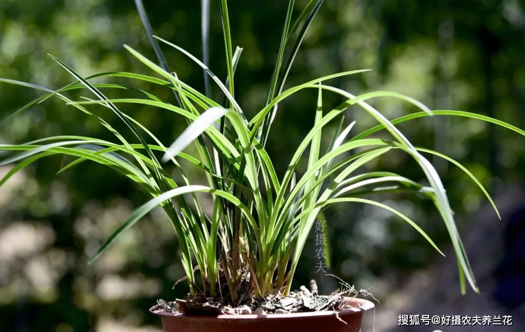 什么兰花适合室外养 51008e491154405aad9d7ecb3691ebd4.jpeg