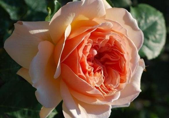 开花最大的月季花是哪个品种 7ab05dca5c754fe5b9b25c1776ff9e90.jpeg