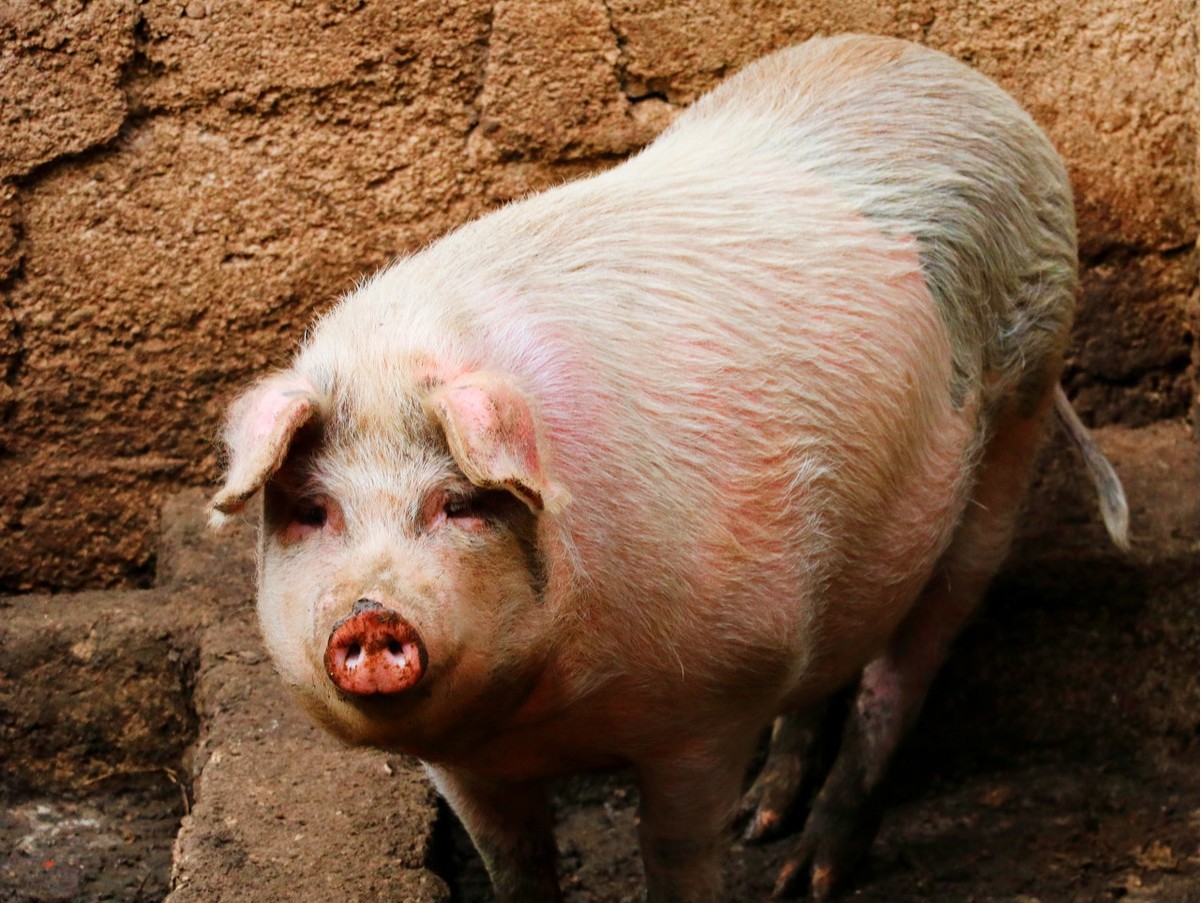 属猪人 2021年7月份要注意,你家有属猪的吗?