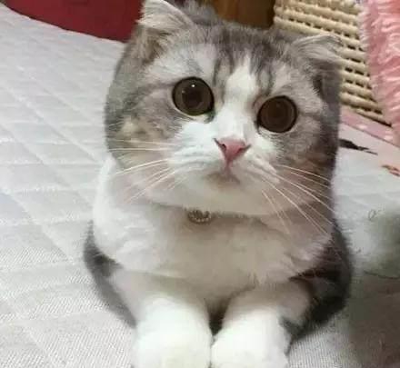 萌猫正面拍照很美 很萌 换个角度你看过吗 照片