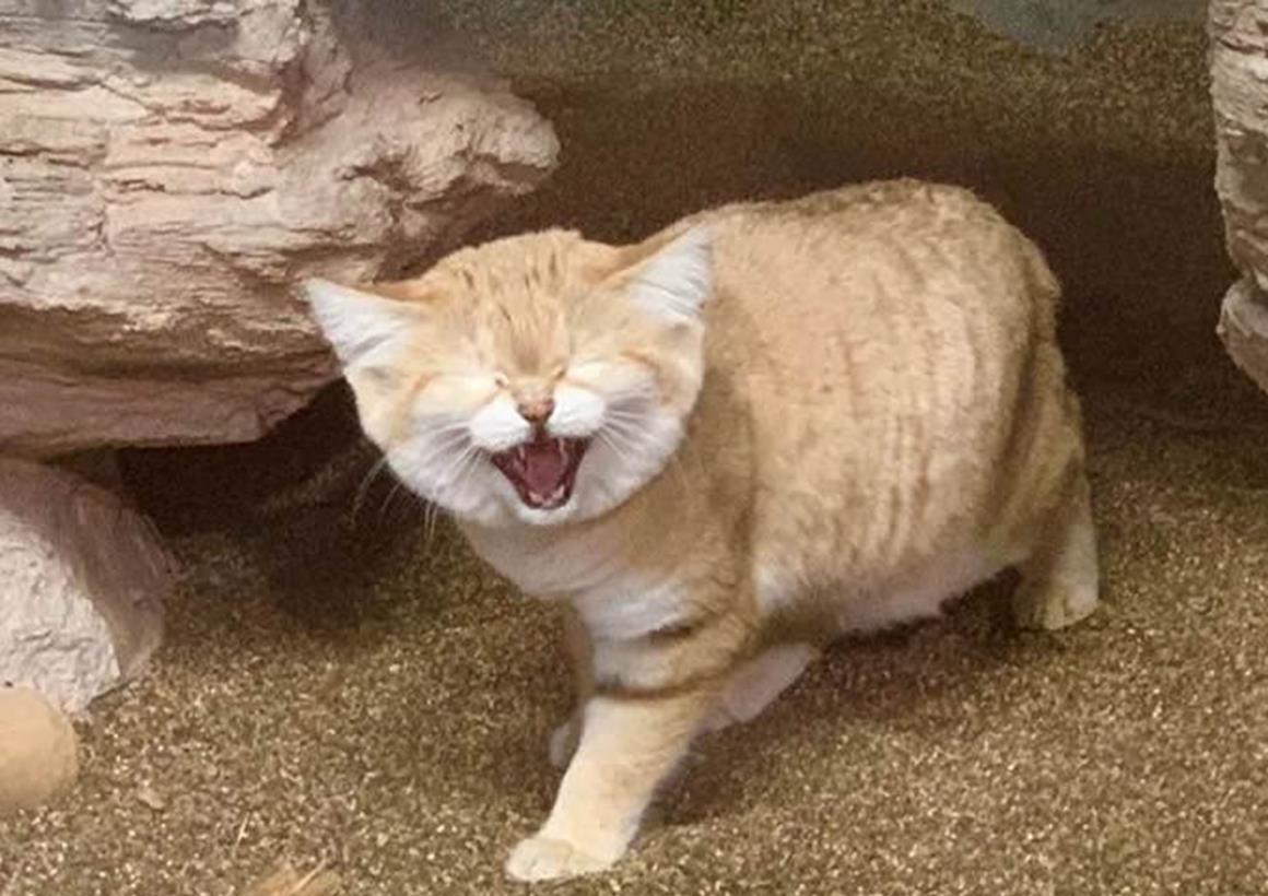 猫的祖先在沙漠住哪里 4a18b1fc72e442d8b55579719a298b4c.jpeg