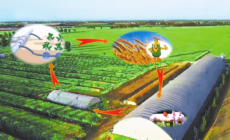 毛猪6元玉米14元叠加环保风声鹤唳这下把养猪人逼到绝路了