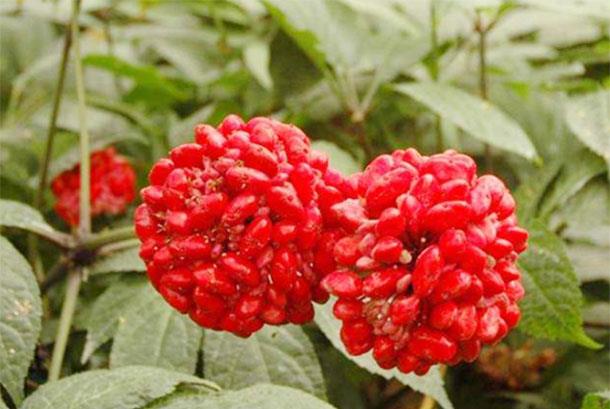 春天女性想减肥美容坚持吃3物,排出毒素,润肠美容,滋养子宫_茼蒿