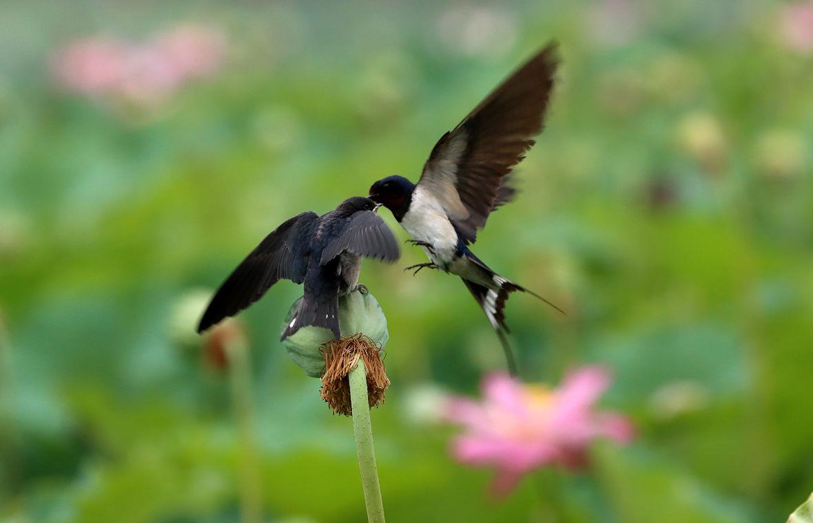 俗语老话燕知寒门狗知新婿有道理吗