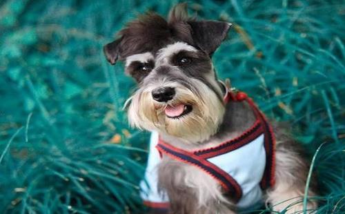 很活泼也很调皮 走路还挺拉风 狗狗是生活 调味剂 主人