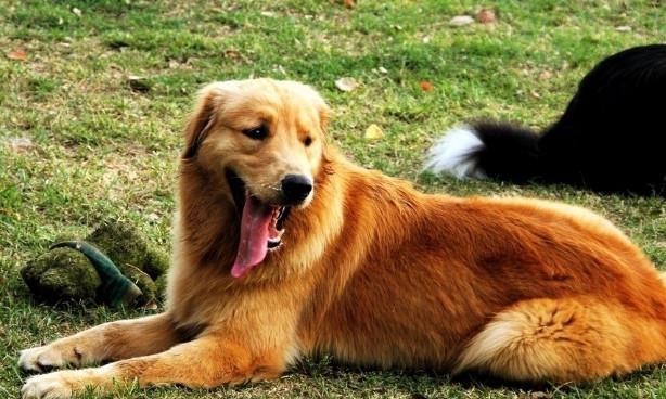 拉布拉多智商排名_黑色拉布拉多智商排名(3)