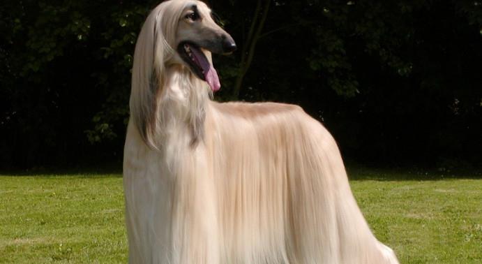 假如这5种大型狗狗让你选择 你会选哪一种 反正我选第五种 猎犬