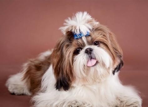 盘点世界五大最漂亮的狗狗，萨摩耶仅排第三！