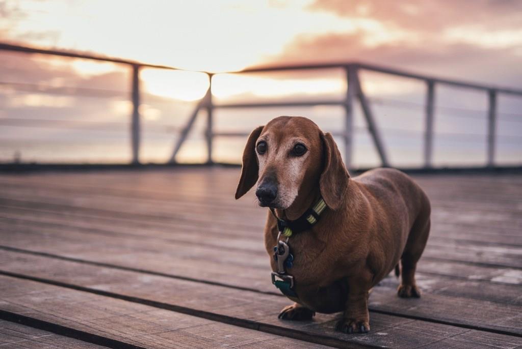 聪明狗狗排名_排名最聪明的狗狗图片