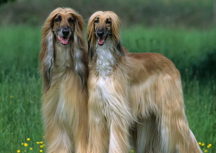 智商排名第一的狗_狗智商排名(2)