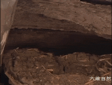 黑龙江一女士的养蜂场出现众多王锦蛇 几乎成为养蛇场 可蛇群从不攻击人 松花