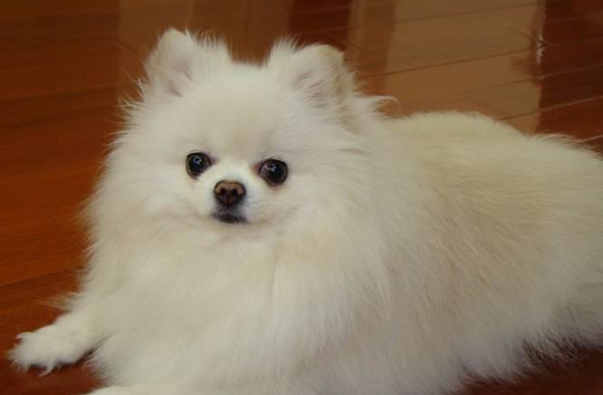 犬种智商排名_中华田园犬智商排名(3)