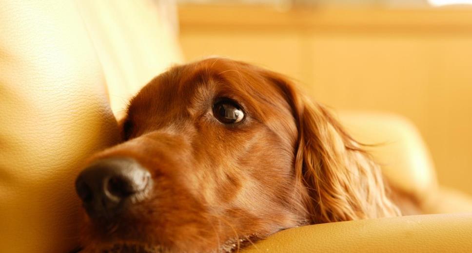 怎么养小狗 3f607aa300f542dbb8460155ef8af3e4.jpeg