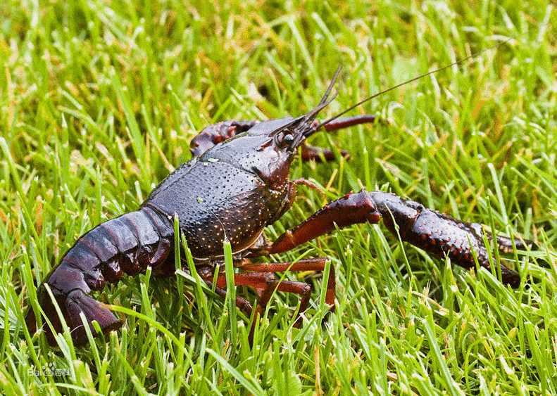 如何挑选茶鲤 7e38b370e95f4ab6ad57e01339df7a94.gif