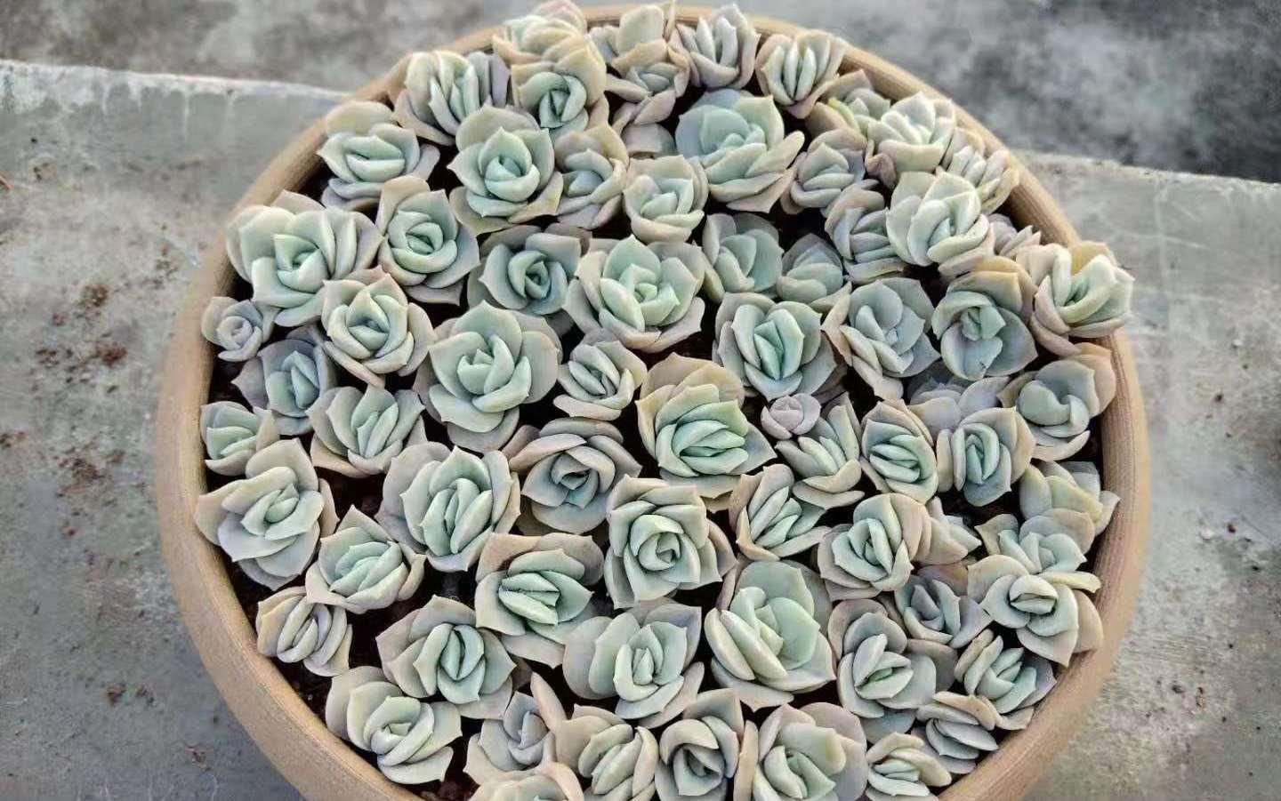 多肉可爱玫瑰长高了放不稳也站不牢如何处理?有两种处理方法可选