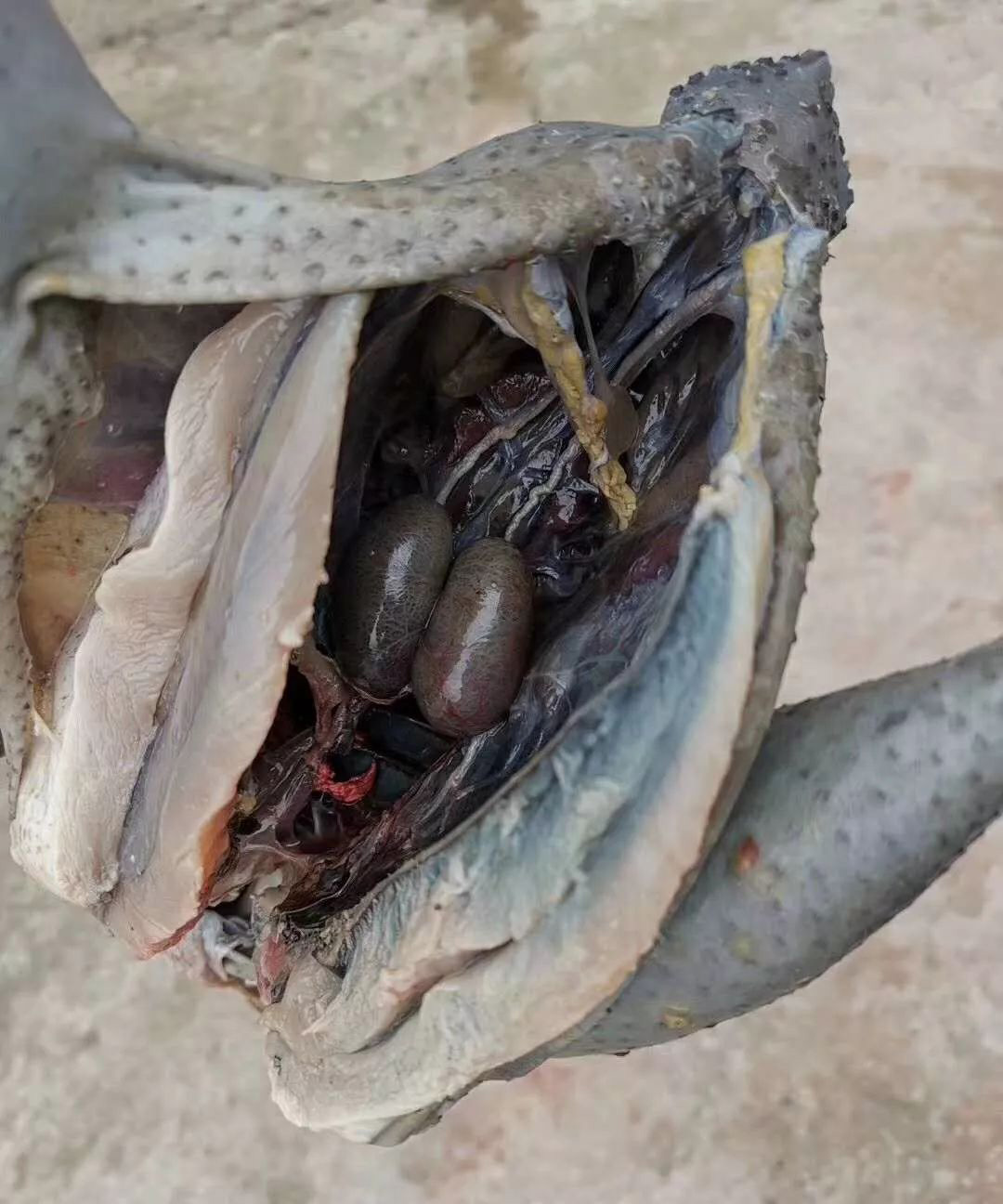 宜昌农村小伙返乡养黑鸡一年卖2000万元带领村民走上致富路