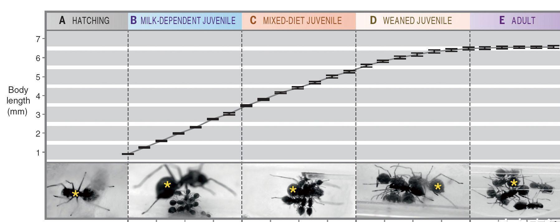大蚁蛛的慈母心 会哺乳的蜘蛛 甚至后代成年了 还是舍不得放手 脊椎动物