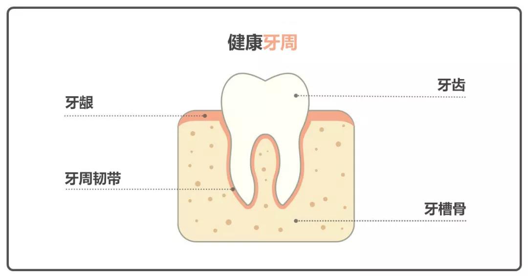 牙龈长脓包?请做到“二不一要”!