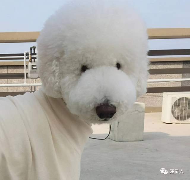 这只超大型的巨贵,一看就是平时被主人宠坏了的!