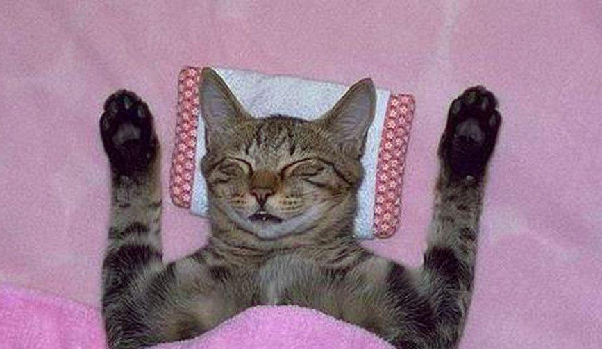 猫咪|猫咪的奇怪“睡姿”，笑点十足，第一个最奇葩，最后一个很萌！