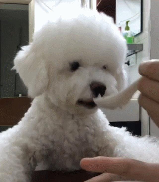 用勺子給狗狗餵飯就被指責，為啥訓犬師卻站在主人這邊？ 萌趣萌寵 第3张