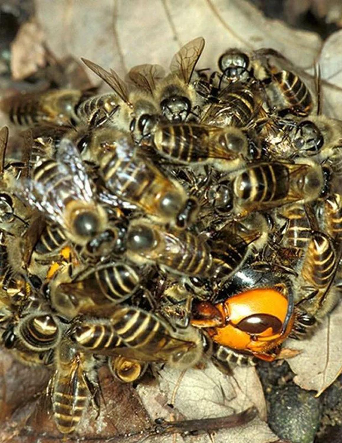 日本大黄蜂,为何叫杀人蜂?长5cm,几只大黄蜂可以灭掉整窝蜜蜂