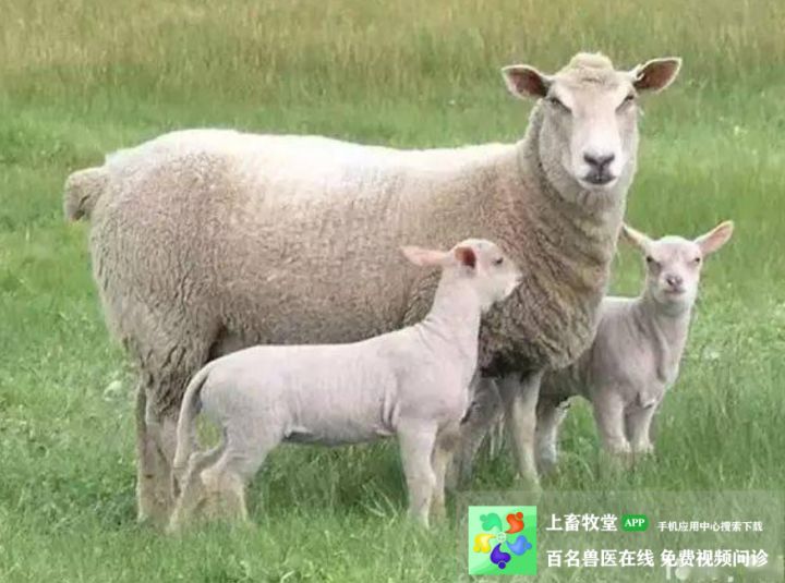 孕梦之谜,孕妇梦见杀羊见血与胎宝宝属羊的深层寓意解析 孕梦之谜,孕妇梦见杀羊见血与胎宝宝属羊的深层寓意解析