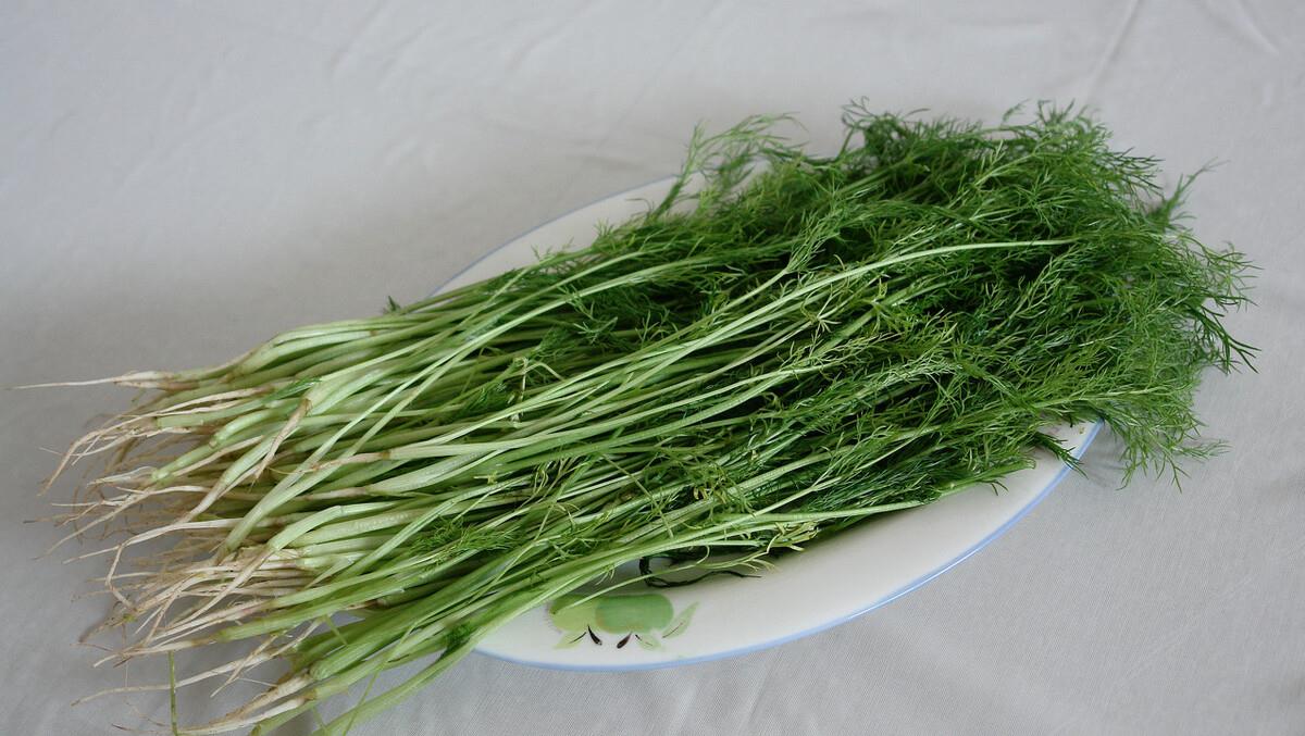 韭菜能不能和茄子一起吃 e7518bb25886464bb825e3d80658809b.jpeg