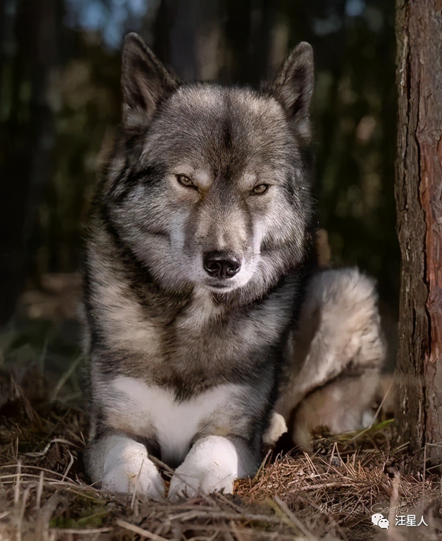 一只外表和狼99%相似的哈士奇,长得也太酷了吧,帅到炸裂