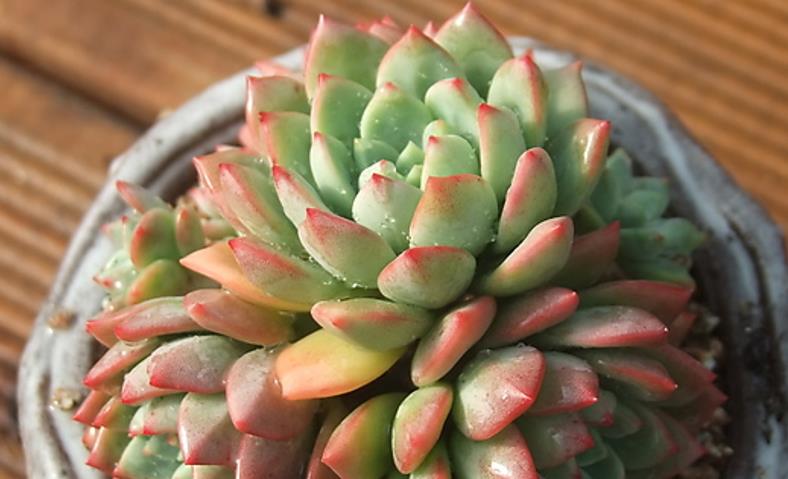 多肉青苹果有几种?实际只有一种,但它有个更好听的名字叫斯嘉丽