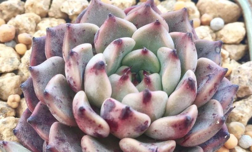 多肉苦艾酒,既具有尖尖的爪子又带有漂亮的暗纹,怎能让人不爱?