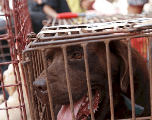 徐州爱狗人士怒砸狗肉店,被店老板打成脑震荡,网友:自找的