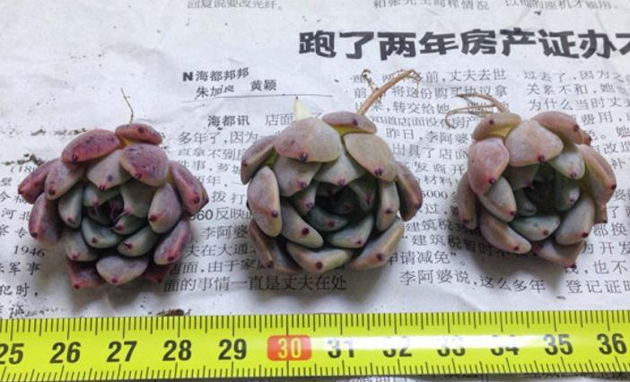 多肉苦艾酒,既具有尖尖的爪子又带有漂亮的暗纹,怎能让人不爱?