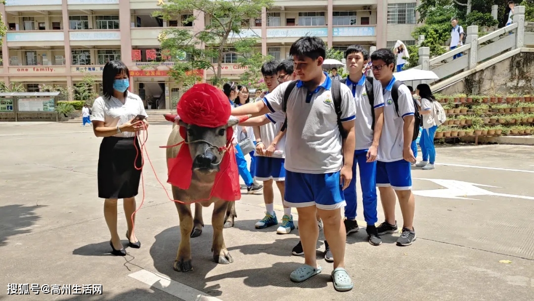 牛气冲天高州一中高考生654分全校第一家长送牛感谢