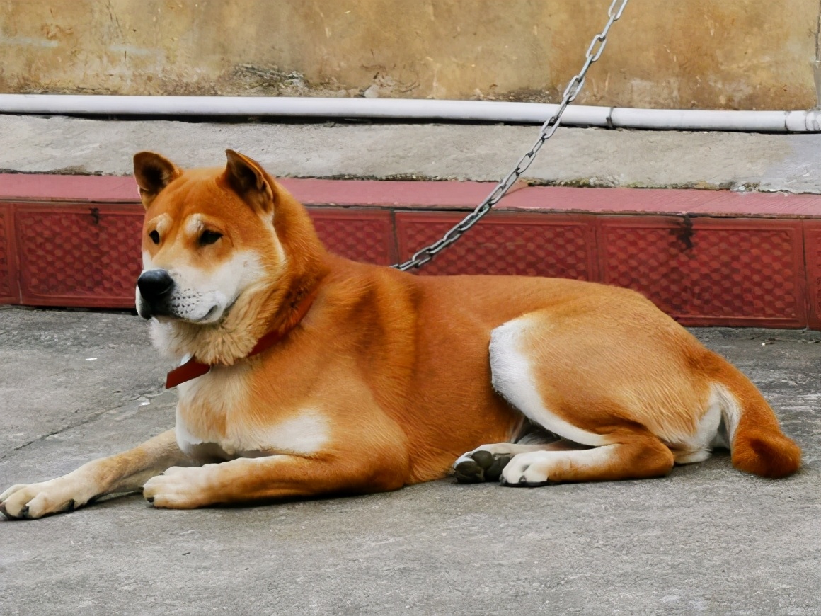 广西土猎犬，一种穿梭在深山当中的优秀猎狗，活跃在十万大山当中