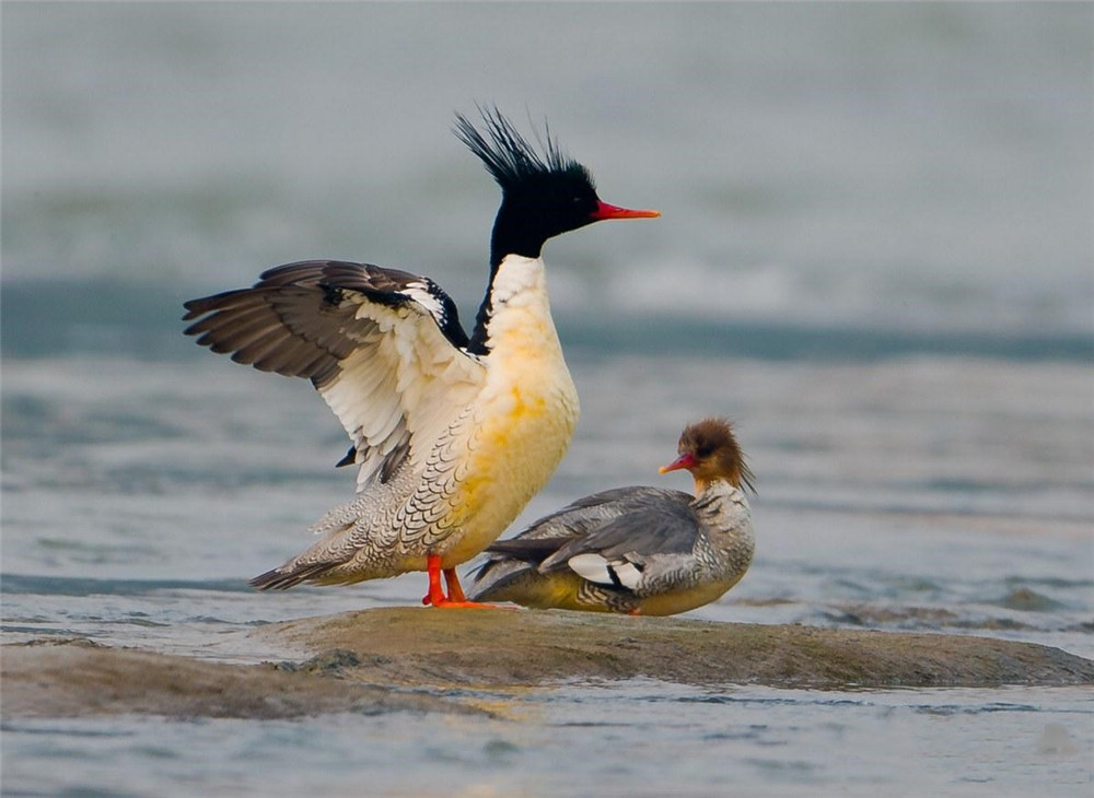 长白山河中发现一只母秋沙鸭 自己孵出16只小鸭 还去抢同类的小鸭来养育 公鸭