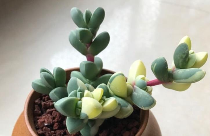 多肉黄金鹿角海棠就是鹿角海棠锦但假的很多我们可以这样区分