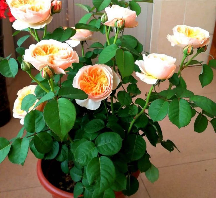 月季"切花朱丽叶"这样养,开花又美又仙,耐热耐寒花期长_光照