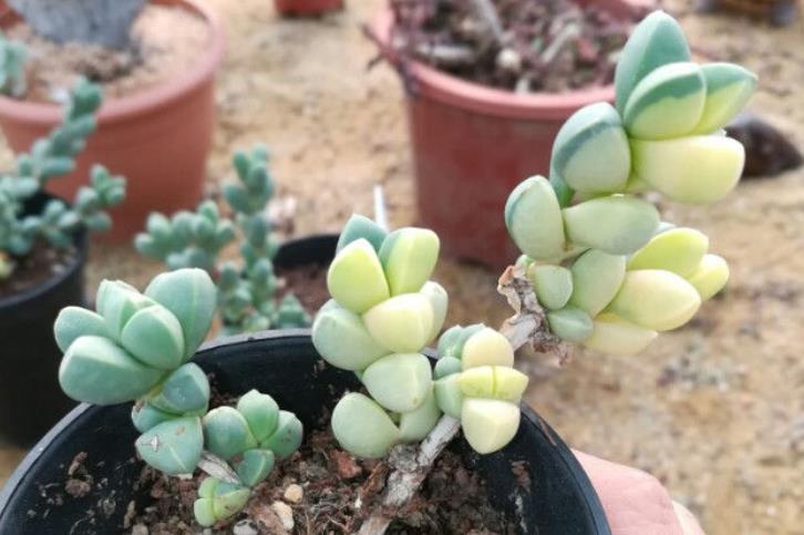 多肉黄金鹿角海棠就是鹿角海棠锦但假的很多我们可以这样区分